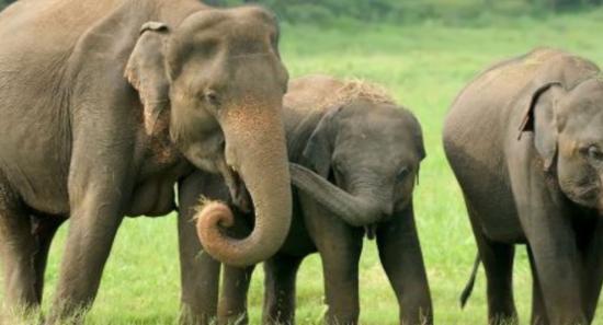 Initiatives to Mitigate Human-Elephant Conflict